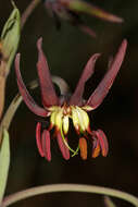 Imagem de Ornithoglossum vulgare B. Nord.