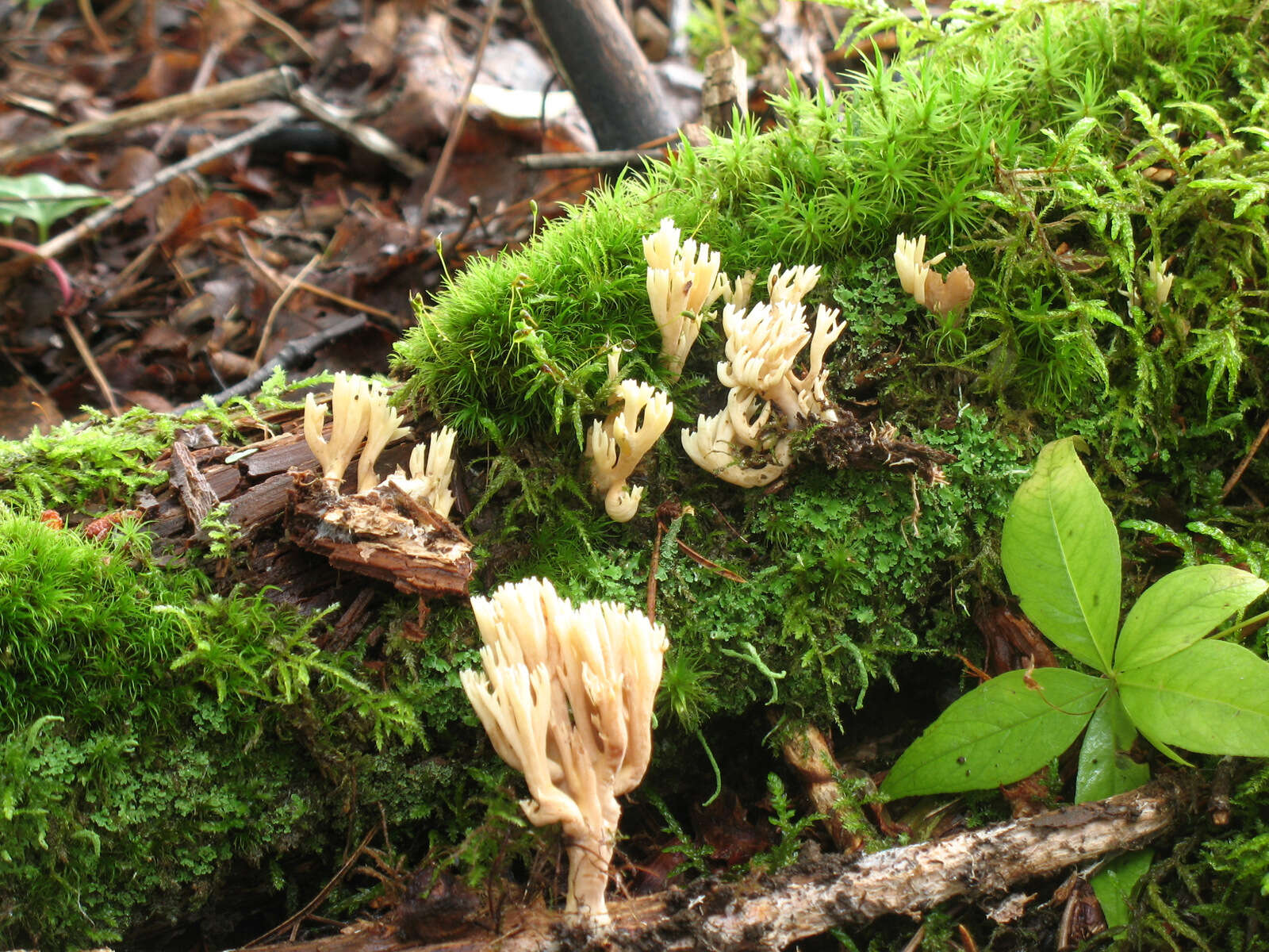 Image of Ramaria aurea (Schaeff.) Quél. 1888