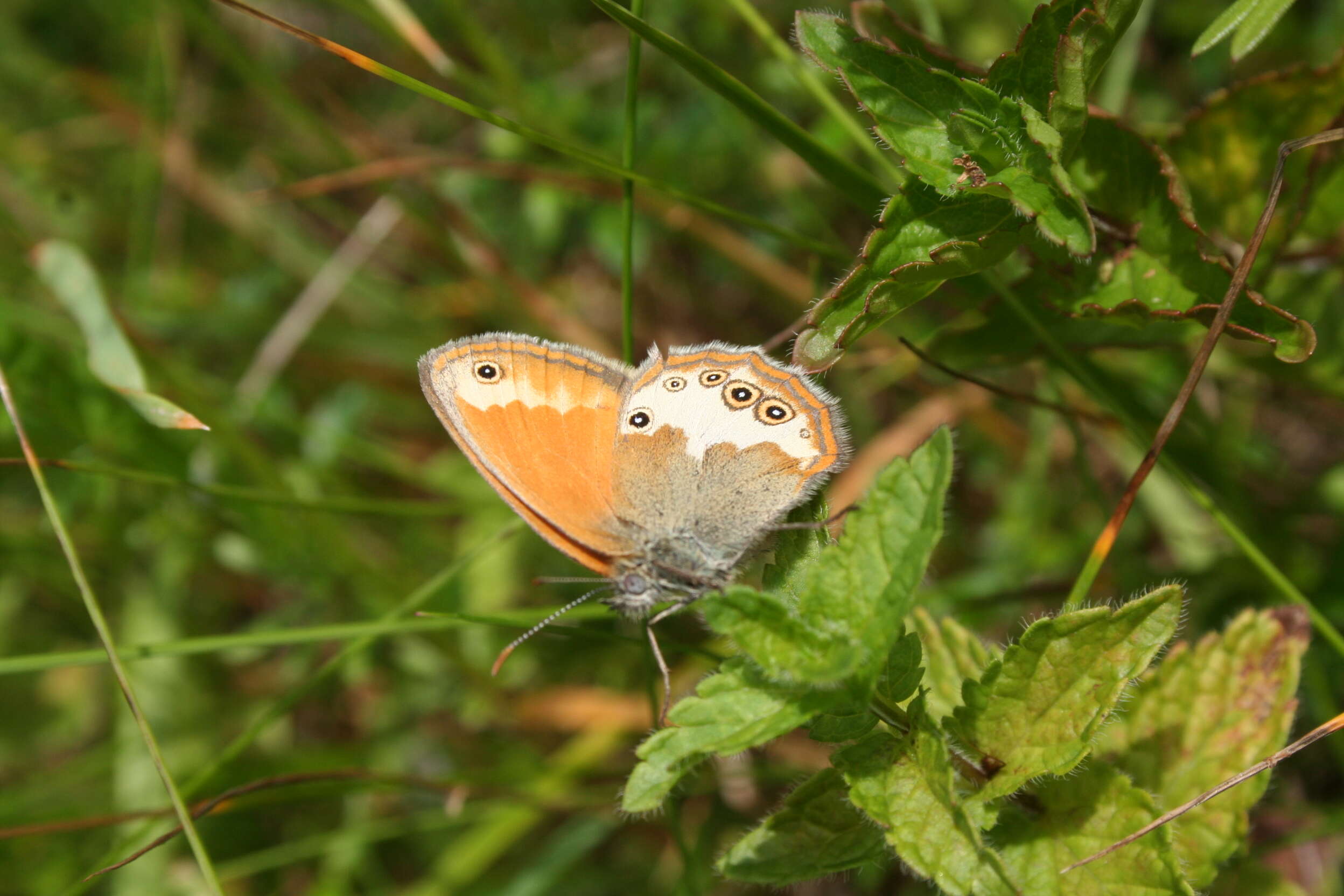 Sivun Coenonympha arcania Linnaeus 1761 kuva