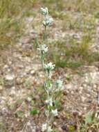 Image of field cudweed