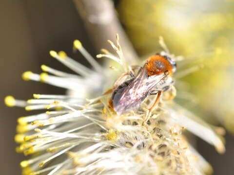 Image of early mining bee