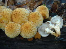 Image of Pholiota squarrosoides (Peck) Sacc. 1887