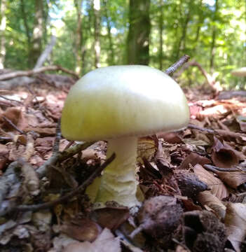 Image of Death cap