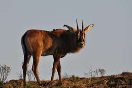 Image of Roan Antelope