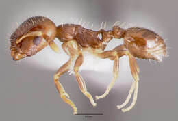 Image de Temnothorax americanus