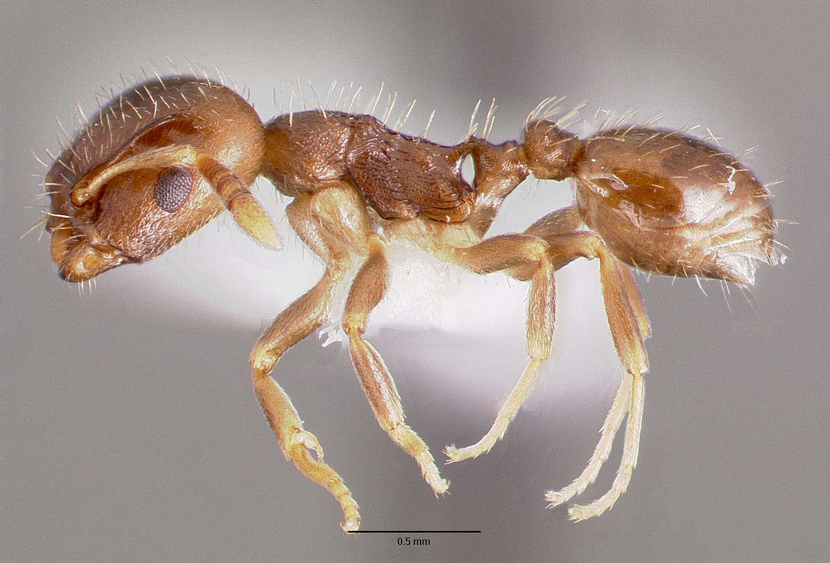 Image of Temnothorax americanus