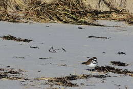 Image of Killdeer