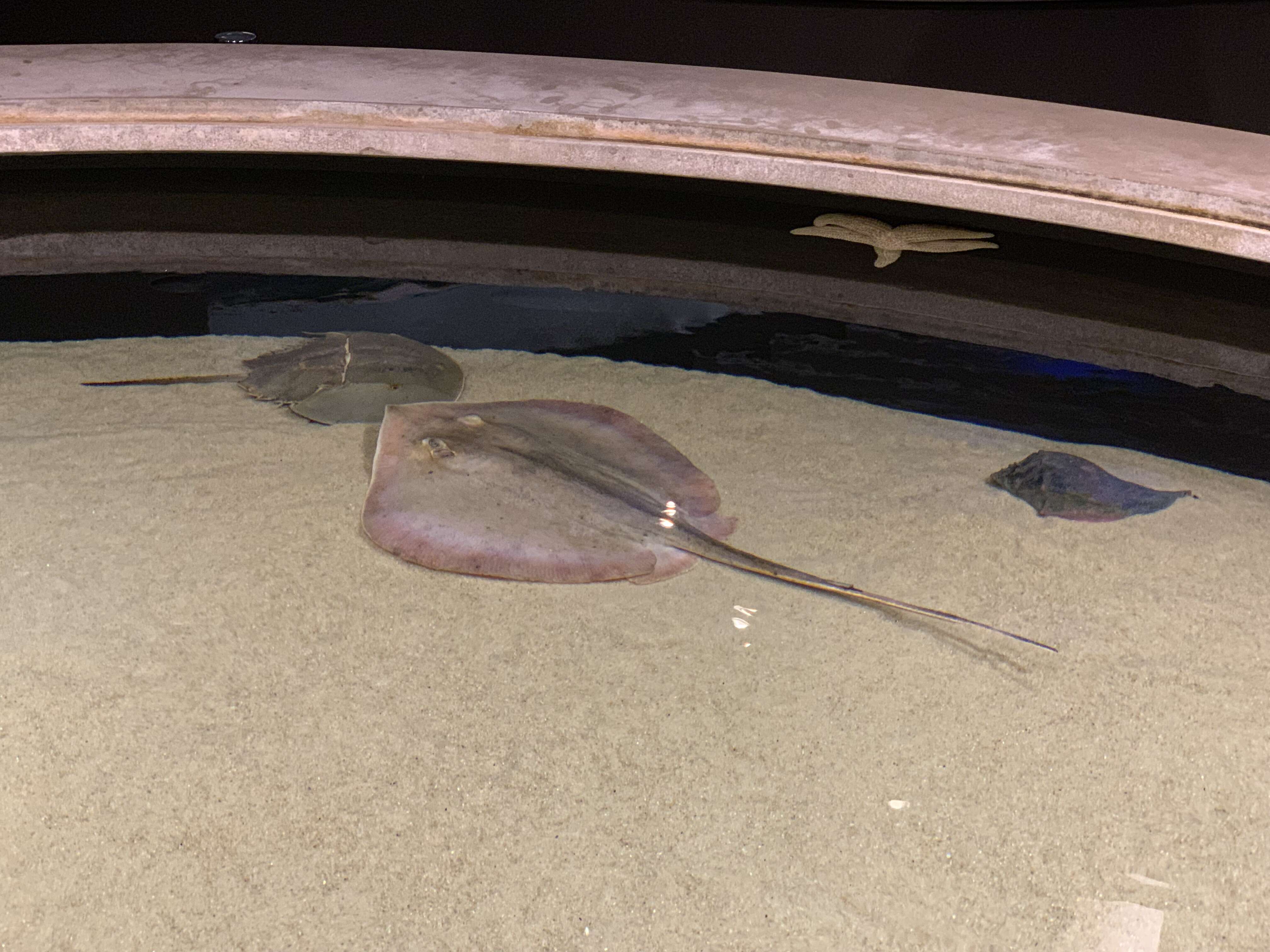 Image of Atlantic Stingray