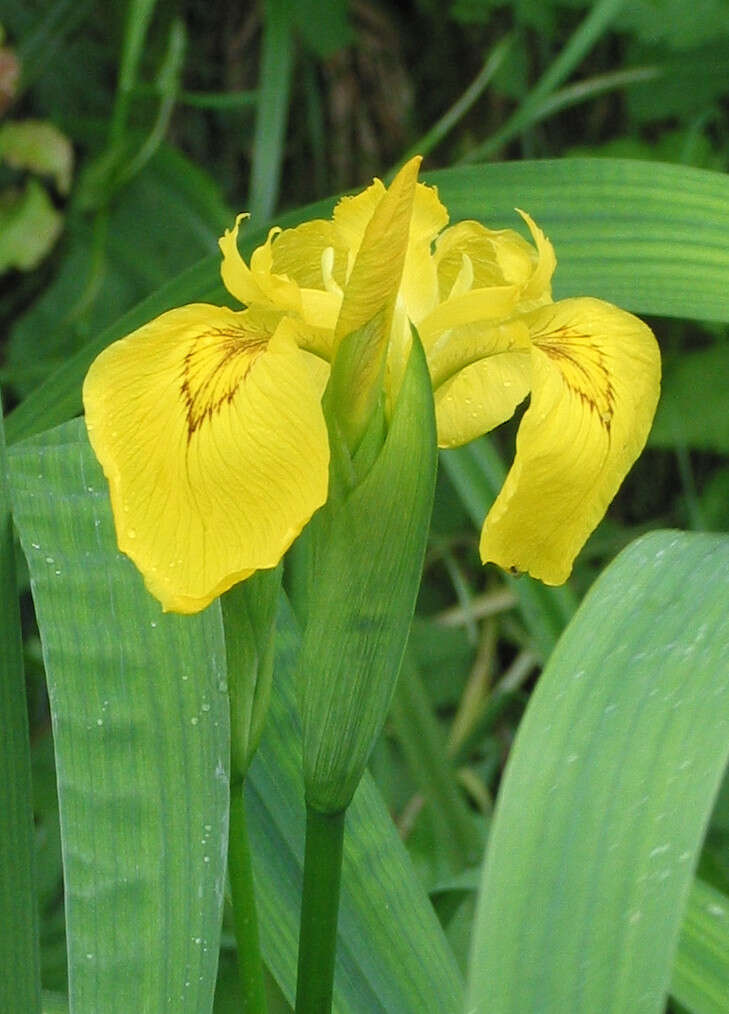 Image of yellow flag, yellow iris