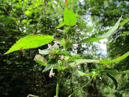 Image of Common hemp nettle