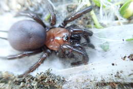 Image of Black tunnelweb