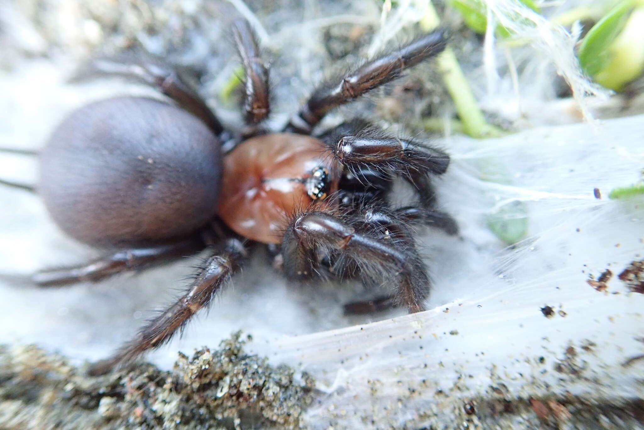 Image of Black tunnelweb