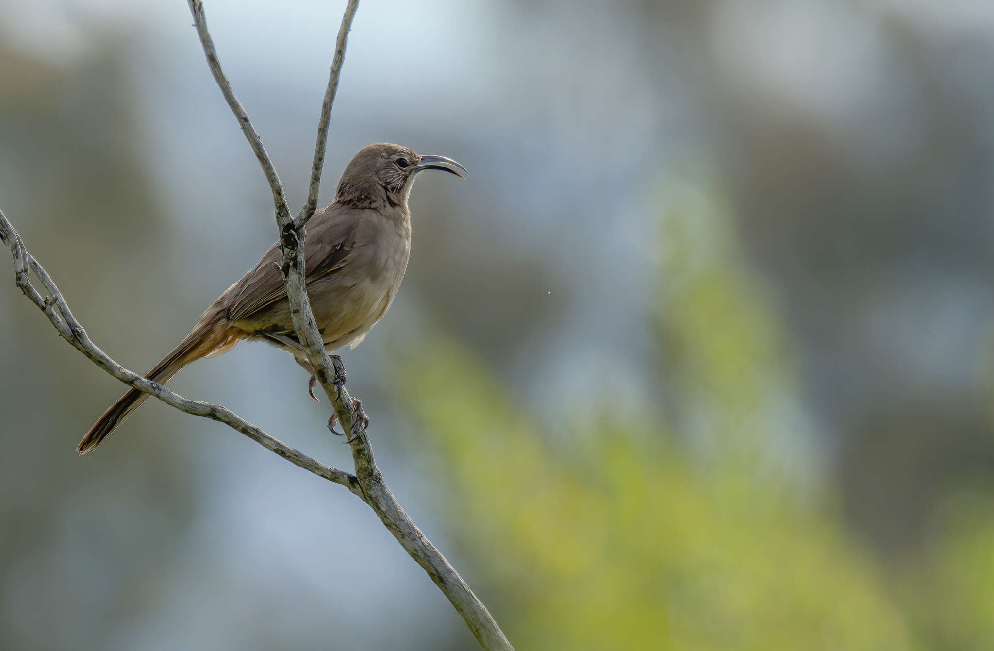 Imagem de Toxostoma redivivum (Gambel 1845)