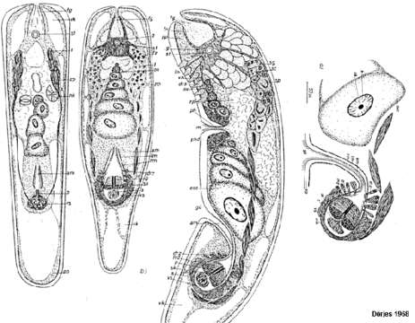 Imagem de Actinoposthiidae