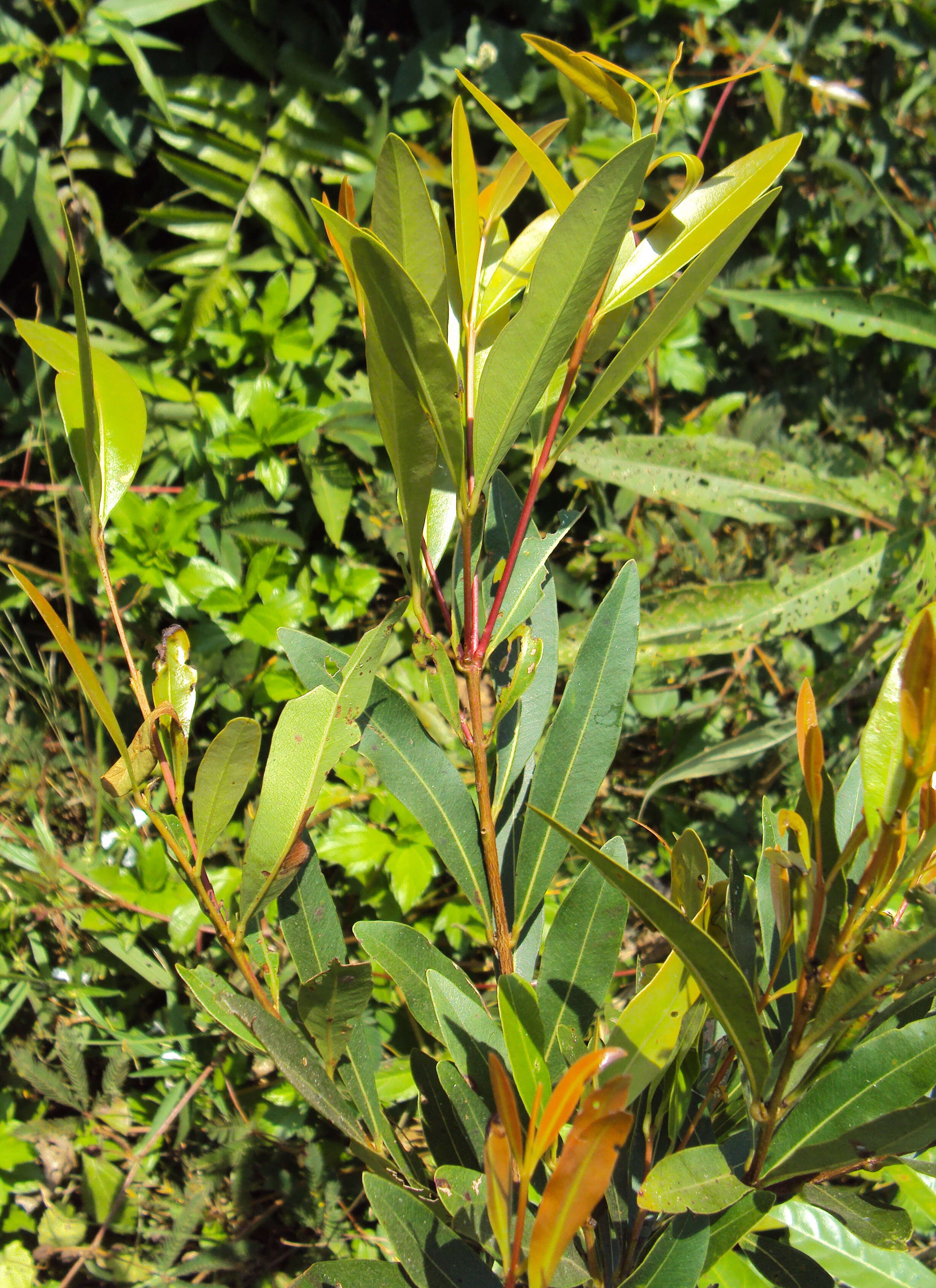 Image de Syzygium salicifolium (Wight) J. Grah.