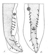 Image de Gongylonema pulchrum Molin 1857