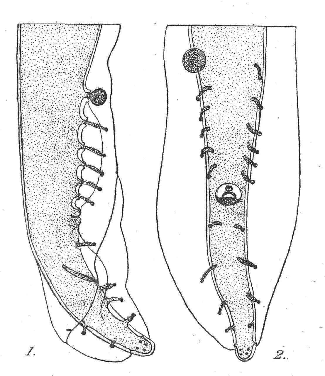Image of Gongylonema pulchrum Molin 1857