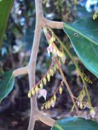 Image of Hopea ponga (Dennst.) D. J. Mabberley