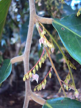 Image of Hopea ponga (Dennst.) D. J. Mabberley