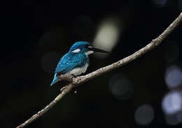 Image of Cerulean Kingfisher