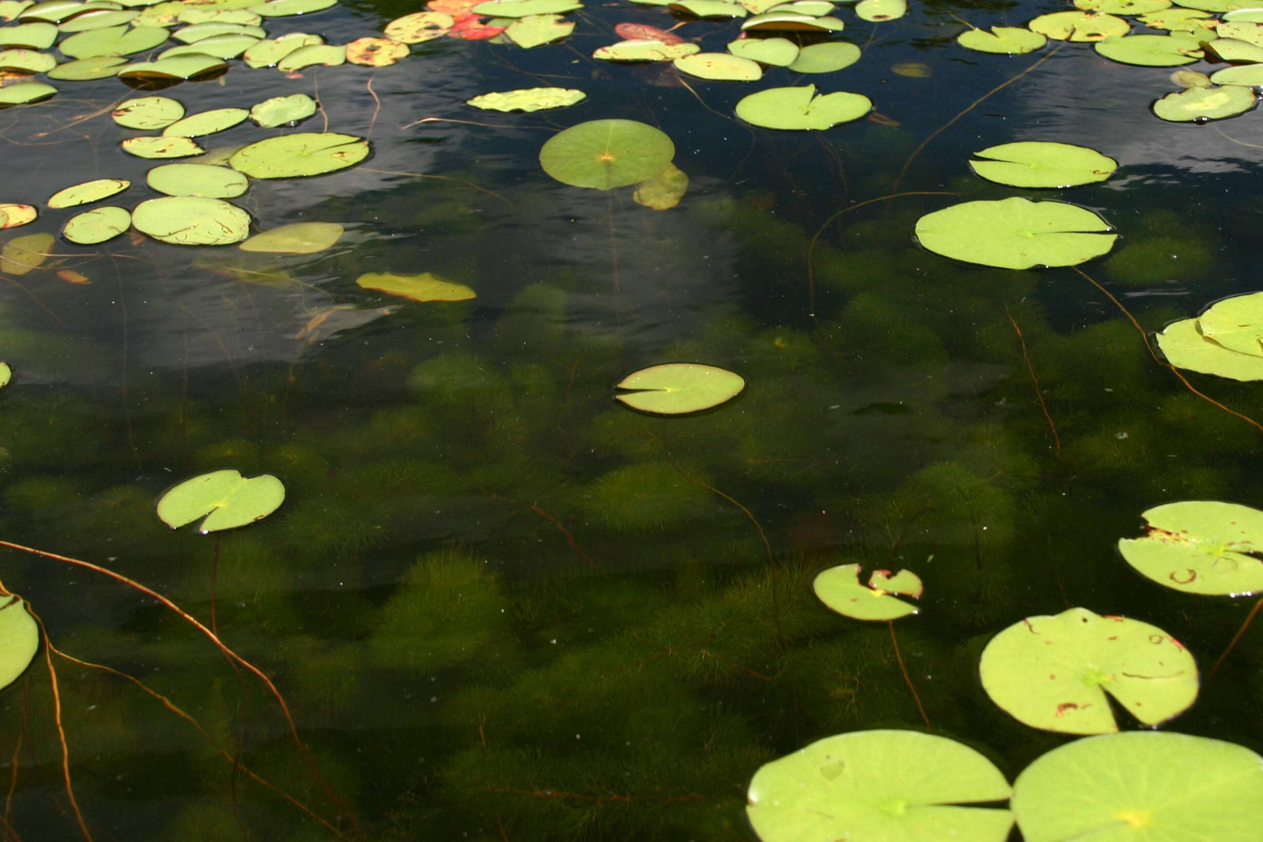 Imagem de Myriophyllum heterophyllum Michx.