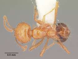 Image of Fire ant