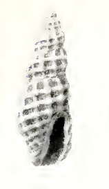 Image of Clathromangelia rhyssa (Dall 1919)