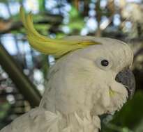 Image of Sulphur-crested Cockatoo