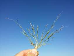 Image of Indian lovegrass