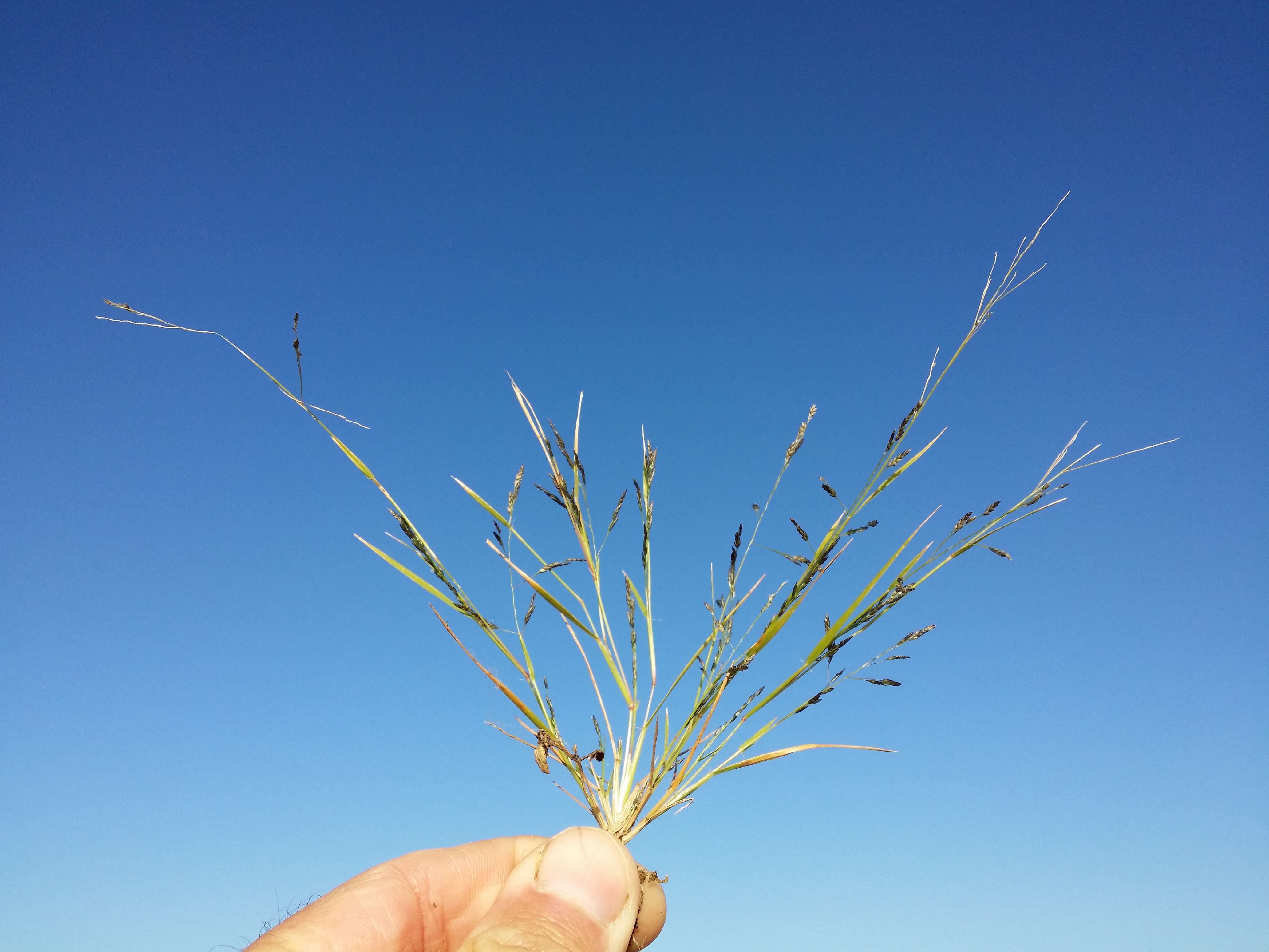 Image of Indian lovegrass