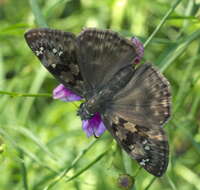 Image of Horace's Duskywing