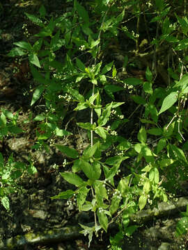 Image of slender pride of Rochester