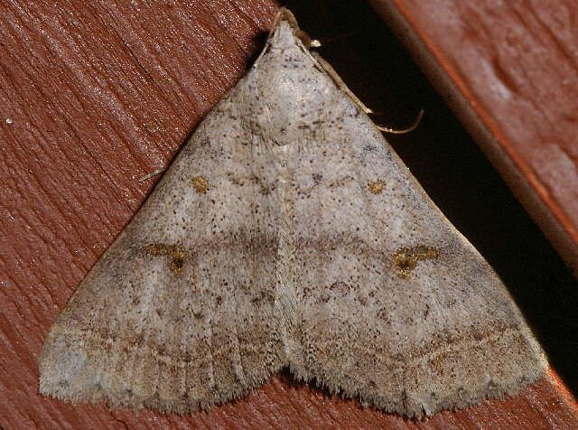 Image of Bent-winged Owlet