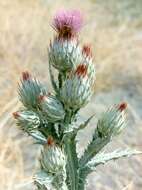 Image of Moor's Cotton Thistle