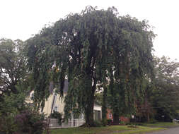 Image de Prunus spachiana (Lavallee ex H. Otto) Kitamura