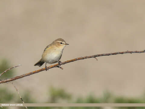 Image of Siberian Chiffchaff