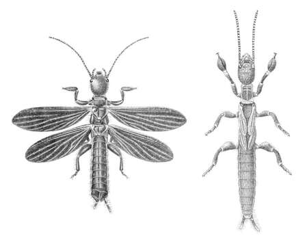 Image of Embiidae