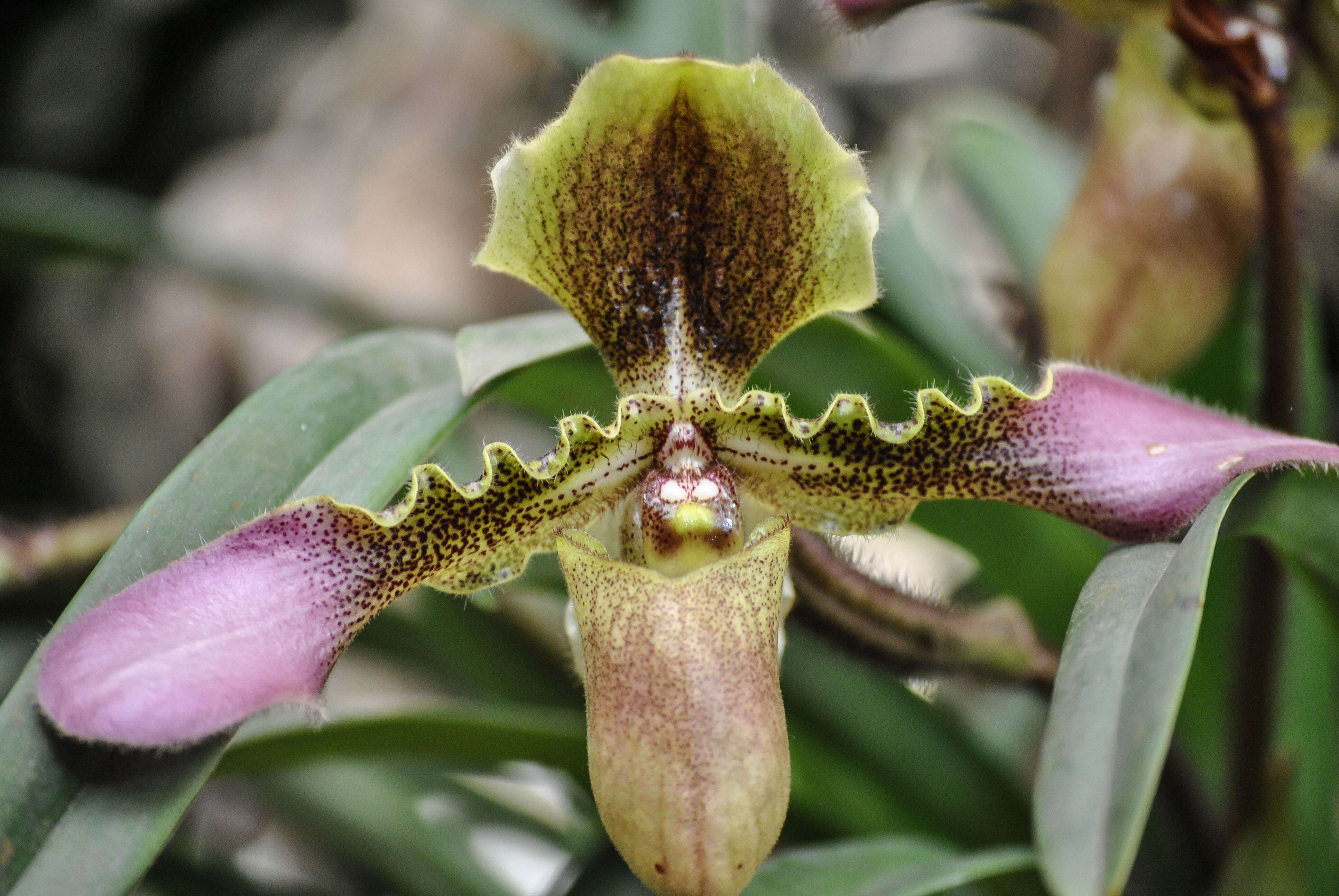 Image de Paphiopedilum hirsutissimum (Lindl. ex Hook.) Stein