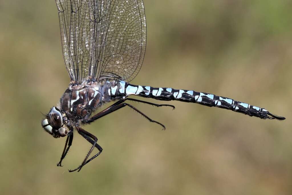 Aeshna septentrionalis Burmeister 1839 resmi