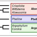 Image of Phelline