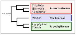 Image of Phelline