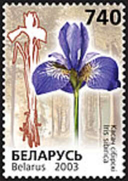 Image of German Iris