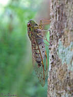 Image of Cicada