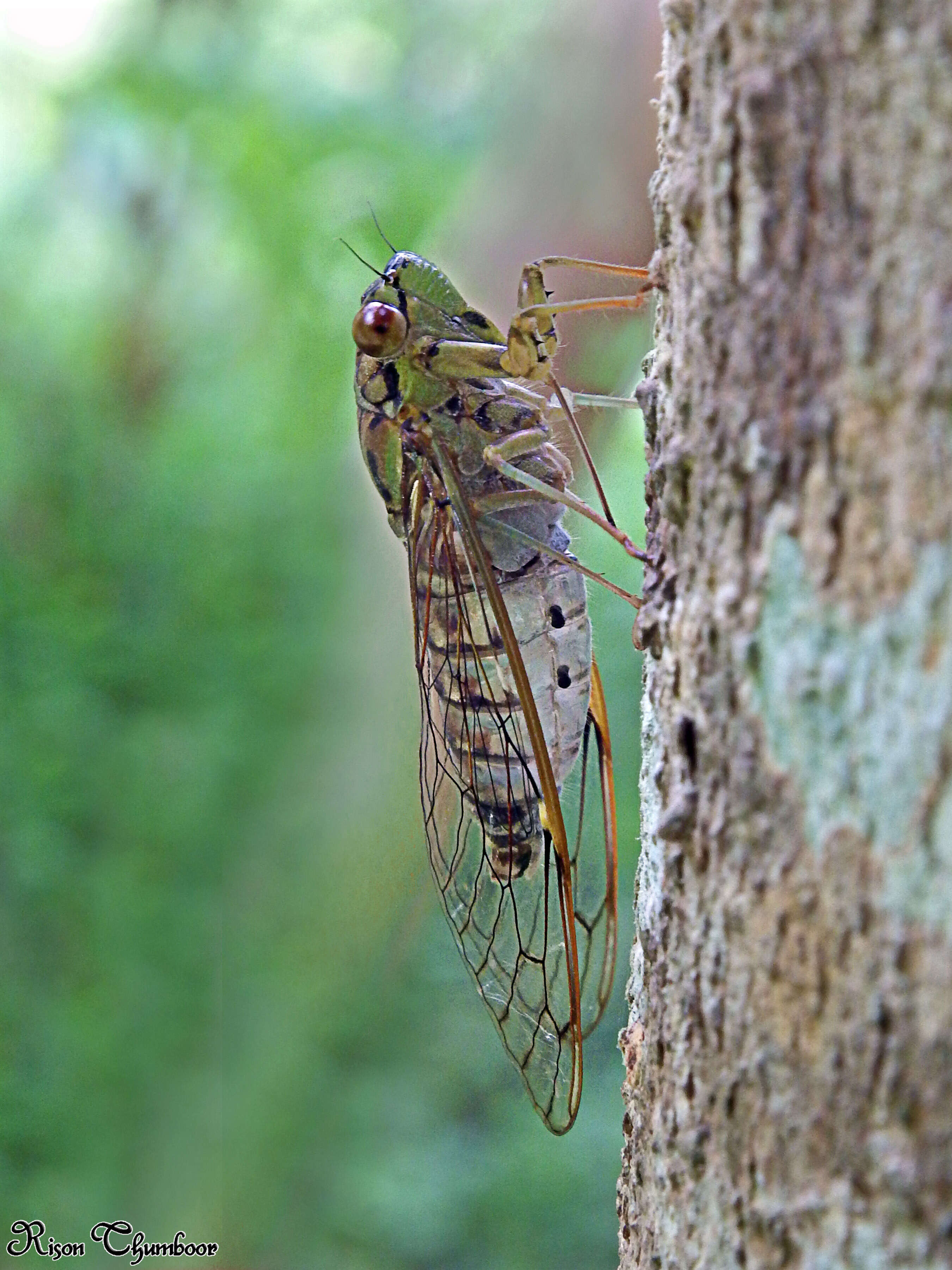 Image of Cicada