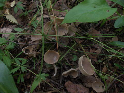 Imagem de Helvella macropus (Pers.) P. Karst. 1871