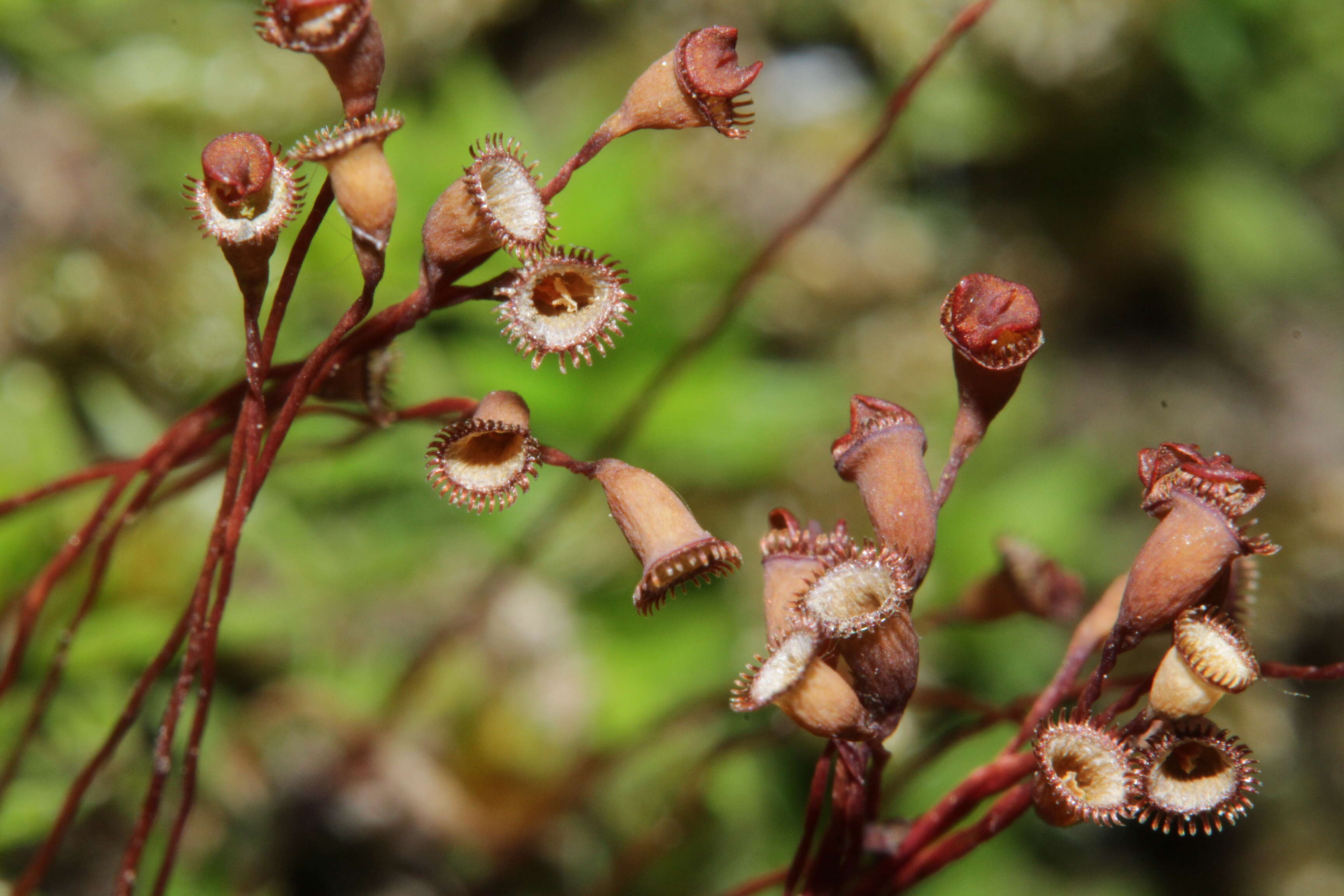 Image of Pogonatum nanum Palisot de Beauvois 1805