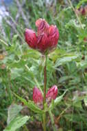 Image de Gentiane Pourpre