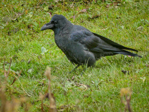 Image of Large-billed Crow