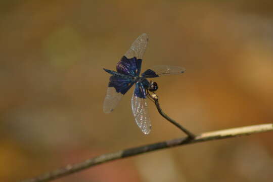 Image of Rhyothemis triangularis Kirby 1889