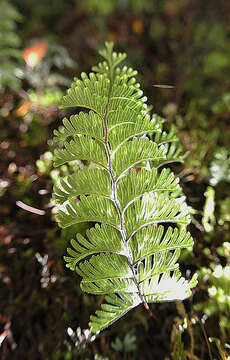 Image of Hymenophyllum peltatum (Poir.) Desv.